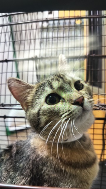 Shelter Stray Female Cat last seen Near BLOCK PUEBLO BLVD WAY, PUEBLO CO 81005, 4600 Eagleridge Pl, Pueblo, CO 81008, USA