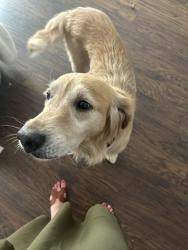 Found/Stray Male Dog last seen Home Avenue , San Diego, CA 92105