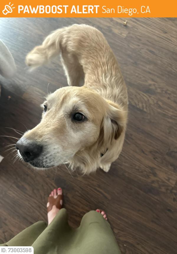 Found/Stray Male Dog last seen Home Avenue , San Diego, CA 92105