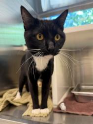 Shelter Stray Male Cat last seen COLORADO AND THORNTON PKWY, 12155 Park Blvd, Brighton, CO 80601, USA