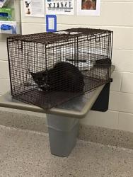Shelter Stray Female Cat last seen Near BLOCK E 40TH DR, 12155 Park Blvd, Brighton, CO 80601, USA