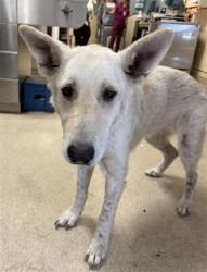 Shelter Stray Female Dog last seen JURUPA RD/ RIGEL WAY JURUPA VALLEY, CA 91752, 6851 Van Buren Boulevard, Jurupa Valley, CA 92509, USA