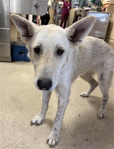 Shelter Stray Female Dog last seen JURUPA RD/ RIGEL WAY JURUPA VALLEY, CA 91752, 6851 Van Buren Boulevard, Jurupa Valley, CA 92509, USA