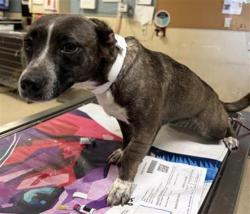 Shelter Stray Female Dog last seen ARLINGTON BLVD \ VAN BUREN ST RIVERSIDE, CA 92503, 6851 Van Buren Boulevard, Jurupa Valley, CA 92509, USA