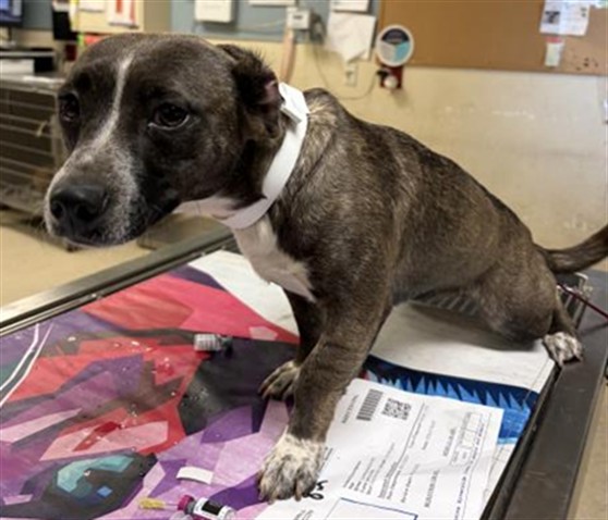 Shelter Stray Female Dog last seen ARLINGTON BLVD \ VAN BUREN ST RIVERSIDE, CA 92503, 6851 Van Buren Boulevard, Jurupa Valley, CA 92509, USA