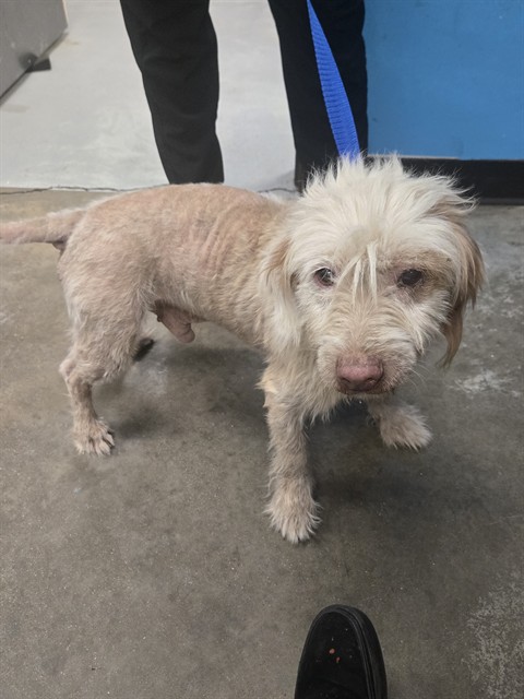 Shelter Stray Male Dog last seen PACHECO RD BAKERSFIELD, 201 S Mt Vernon Ave, Bakersfield, CA 93307, USA