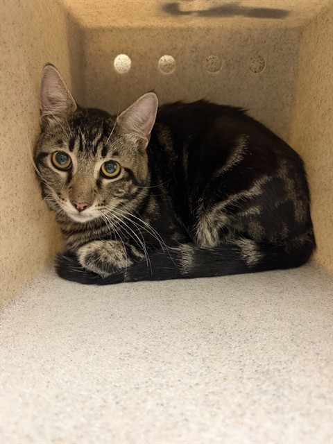 Shelter Stray Male Cat last seen Near BLOCK SIR GARWAINE DR, RIVERSIDE CA 92507, 6851 Van Buren Boulevard, Jurupa Valley, CA 92509, USA