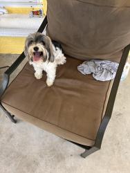 Reunited Unknown Dog last seen NE 5th Terr, Cape Coral, FL 33909