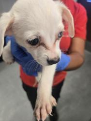 Shelter Stray Female Dog last seen E 11 ST BAKERSFIELD, 201 S Mt Vernon Ave, Bakersfield, CA 93307, USA