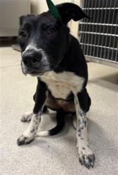 Shelter Stray Female Dog last seen EL SOBRANTE / CAJALCO RD, PERRIS CA, 6851 Van Buren Boulevard, Jurupa Valley, CA 92509, USA