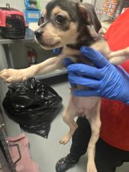 Shelter Stray Female Dog last seen E 11 ST BAKERSFIELD, 201 S Mt Vernon Ave, Bakersfield, CA 93307, USA