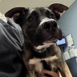Shelter Stray Female Dog last seen EL SOBRANTE / CAJALCO RD, PERRIS CA, 6851 Van Buren Boulevard, Jurupa Valley, CA 92509, USA
