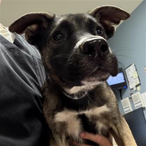 Shelter Stray Female Dog last seen EL SOBRANTE / CAJALCO RD, PERRIS CA, 6851 Van Buren Boulevard, Jurupa Valley, CA 92509, USA