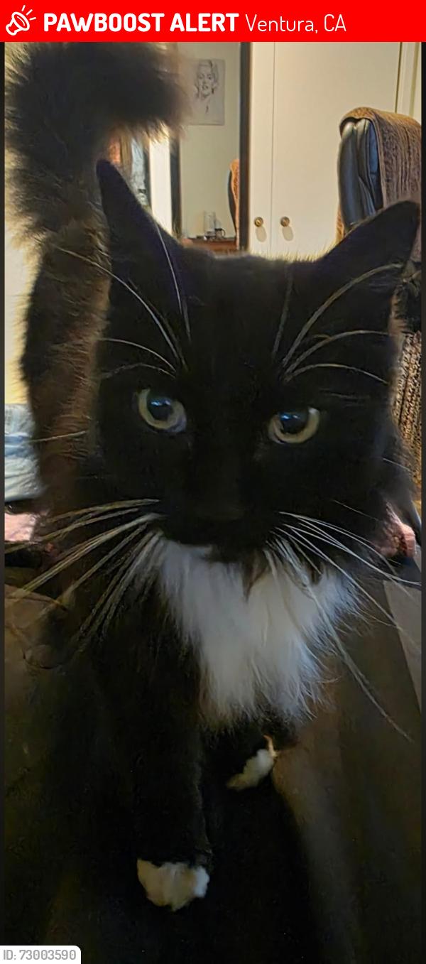 Lost Male Cat last seen Telegraph and Mills rd, Ventura, CA 93003