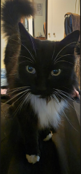 Lost Male Cat last seen Telegraph and Mills rd, Ventura, CA 93003