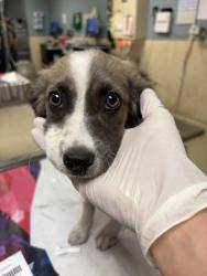 Shelter Stray Male Dog last seen Near BLOCK MONROE ST, RIVERSIDE CA 92503, 6851 Van Buren Boulevard, Jurupa Valley, CA 92509, USA