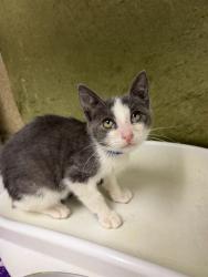 Shelter Stray Male Cat last seen UNIVERSITY AVE /IOWA ST, RIVERSIDE, 6851 Van Buren Boulevard, Jurupa Valley, CA 92509, USA