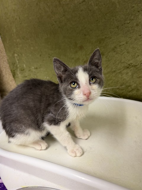 Shelter Stray Male Cat last seen UNIVERSITY AVE /IOWA ST, RIVERSIDE, 6851 Van Buren Boulevard, Jurupa Valley, CA 92509, USA