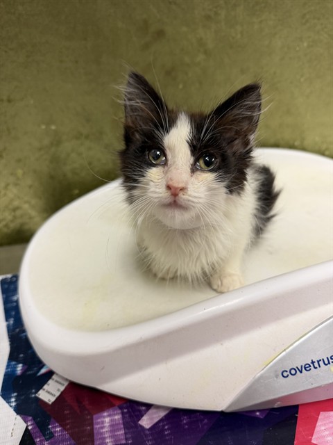 Shelter Stray Female Cat last seen UNIVERSITY AVE /IOWA ST, RIVERSIDE CA, 6851 Van Buren Boulevard, Jurupa Valley, CA 92509, USA
