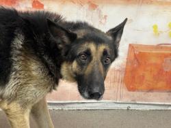 Shelter Stray Male Dog last seen PALM AVE AND WEST IRVINGTON, 333 Chandler Pl, San Bernardino, CA 92408, USA