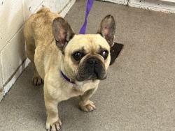 Shelter Stray Female Dog last seen SIERRA LAKES X SIERRA, 333 Chandler Pl, San Bernardino, CA 92408, USA