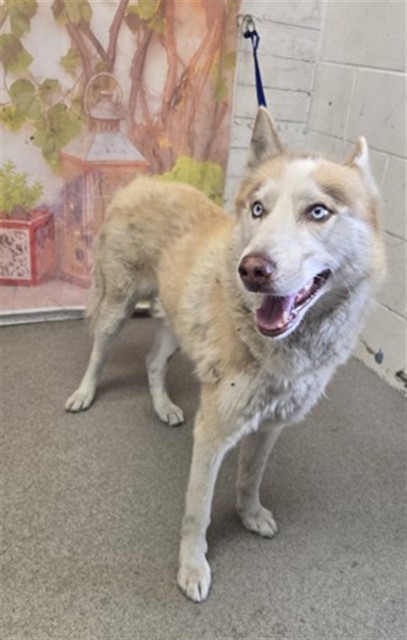 Shelter Stray Male Dog last seen WATERMAN AND, 333 Chandler Pl, San Bernardino, CA 92408, USA
