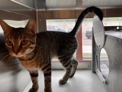 Shelter Stray Male Cat last seen Near BLOCK KODIAK DR, COLORADO SPRINGS CO 80910, 610 Abbot Ln, Colorado Springs, CO 80905, USA