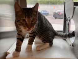 Shelter Stray Male Cat last seen Near BLOCK KODIAK DR, COLORADO SPRINGS CO 80910, 610 Abbot Ln, Colorado Springs, CO 80905, USA