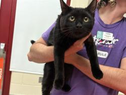 Shelter Stray Female Cat last seen Near BLOCK KODIAK DR, COLORADO SPRINGS CO 80910, 610 Abbot Ln, Colorado Springs, CO 80905, USA