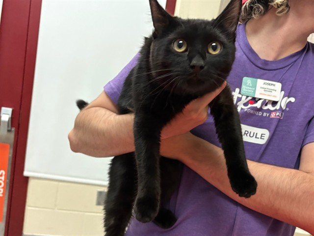 Shelter Stray Female Cat last seen Near BLOCK KODIAK DR, COLORADO SPRINGS CO 80910, 610 Abbot Ln, Colorado Springs, CO 80905, USA