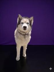 Shelter Stray Female Dog last seen , 1850 W 60th St, Los Angeles, CA 90047, USA