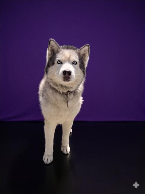 Shelter Stray Female Dog last seen , 1850 W 60th St, Los Angeles, CA 90047, USA