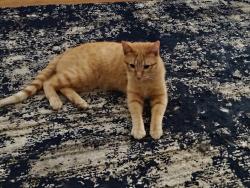 Lost Male Cat last seen 10th and Colorado, Colorado Springs, CO 80904