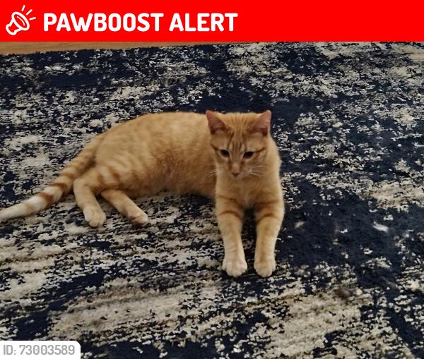 Lost Male Cat last seen 10th and Colorado, Colorado Springs, CO 80904
