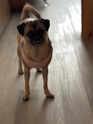 Lost Female Dog last seen Union, Tacoma, WA 98416