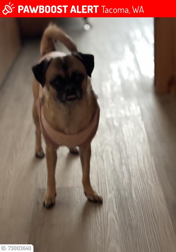Lost Female Dog last seen Union, Tacoma, WA 98416