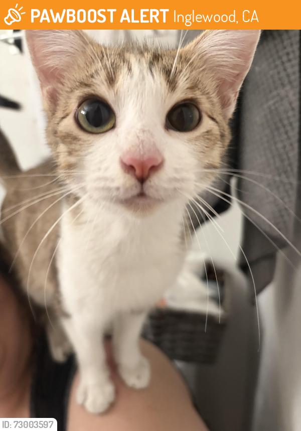 Found/Stray Male Cat last seen Alley in back of 10125 Hawthorne Blvd, Inglewood, CA 90304 Barber Shop, Inglewood, CA 90304