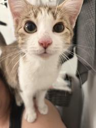 Found/Stray Male Cat last seen Alley in back of 10125 Hawthorne Blvd, Inglewood, CA 90304 Barber Shop, Inglewood, CA 90304