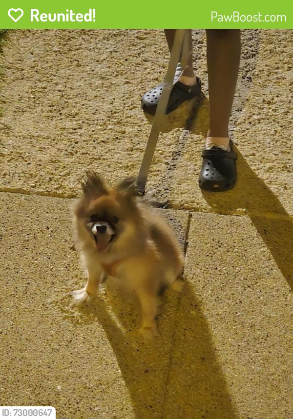 Reunited Unknown Dog last seen 120th Yale, Chicago, IL 60621
