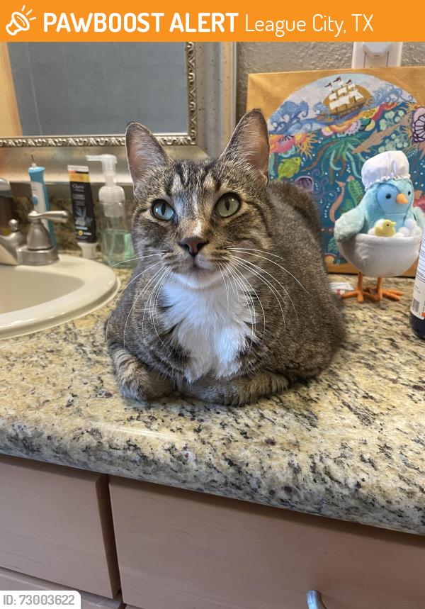 Found/Stray Male Cat last seen Clear Creek Village neighborhood, League City, TX 77573
