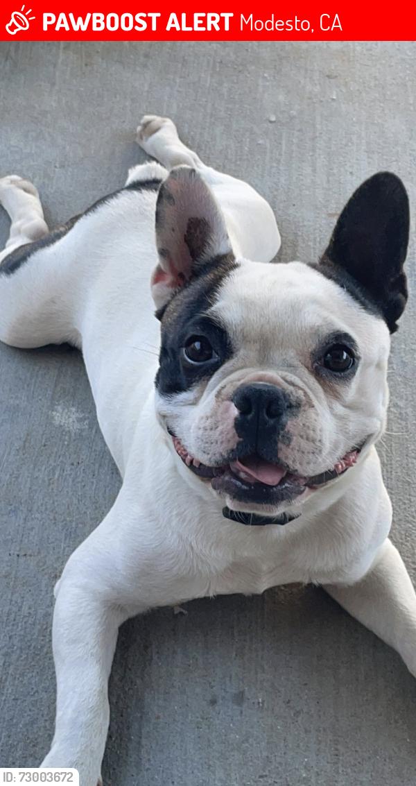 Lost Male Dog last seen Dallas st, Modesto, CA 95358