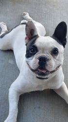 Lost Male Dog last seen Dallas st, Modesto, CA 95358
