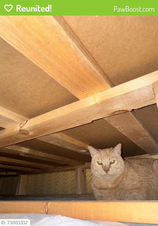 Reunited Male Cat last seen 27th st and pacific ave , Manhattan Beach, CA 90266