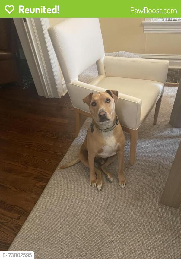 Reunited Male Dog last seen Elizabeth st and 13th. Congress park neighborhood. Close to East High School, Denver, CO 80206