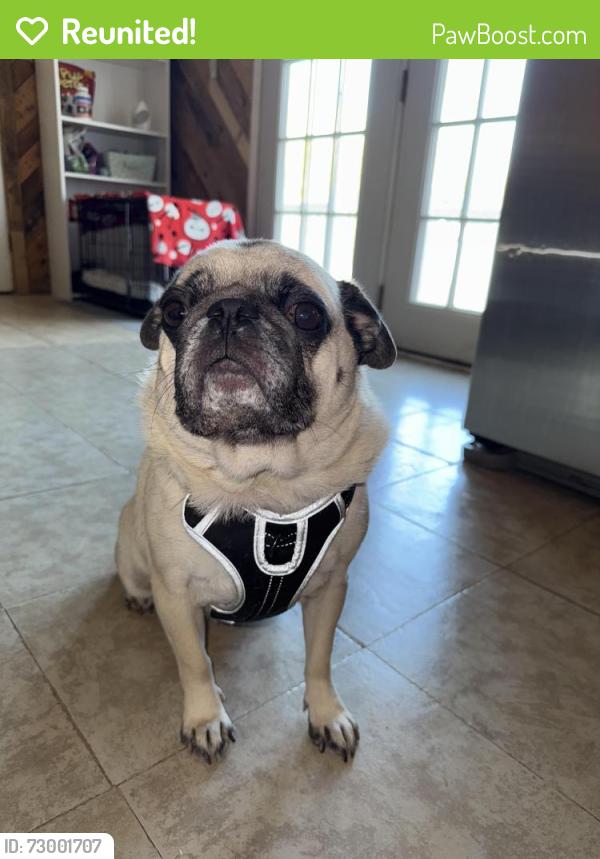 Reunited Male Dog last seen Harding street, Alcoa, TN 37701