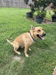 Found/Stray Male Dog last seen Abbey rd and pine knot dr, Heartland, TX 75126