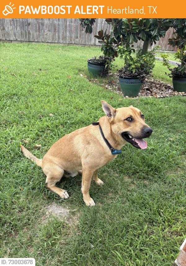 Found/Stray Male Dog last seen Abbey rd and pine knot dr, Heartland, TX 75126