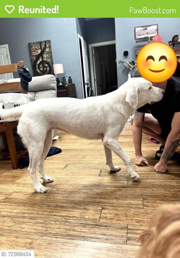 Reunited Female Dog last seen Snooze AM eatery, San Antonio, TX 78213