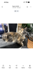 Lost Female Cat last seen Near nw heritage pkwy , Beaverton, OR 97006