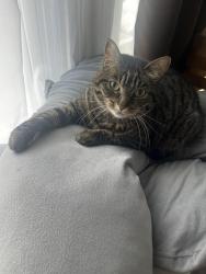 Lost Male Cat last seen Ryan and Dorchester, Cincinnati, OH 45219